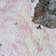 An aerial shot shows someone walking over the pink snow atop the Italian Alps on July 3, 2020.